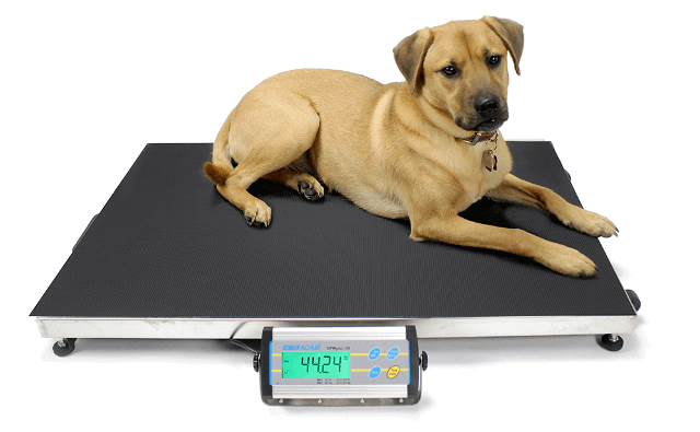 https://adamequipment.co.uk/media/CMS/blog/animalweighing/dog-being-weighed-on-cpwplus-platform-scale.png