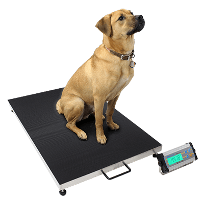 https://adamequipment.co.uk/media/CMS/blog/animalweighing/dog-on-platform-weighing-scale.png