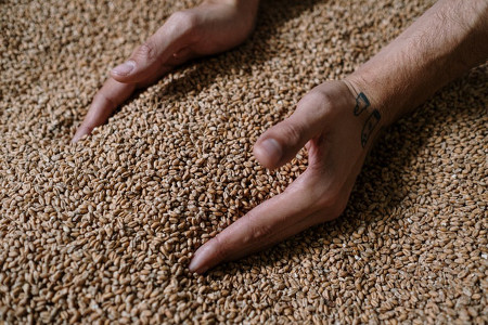 Hands in Grains