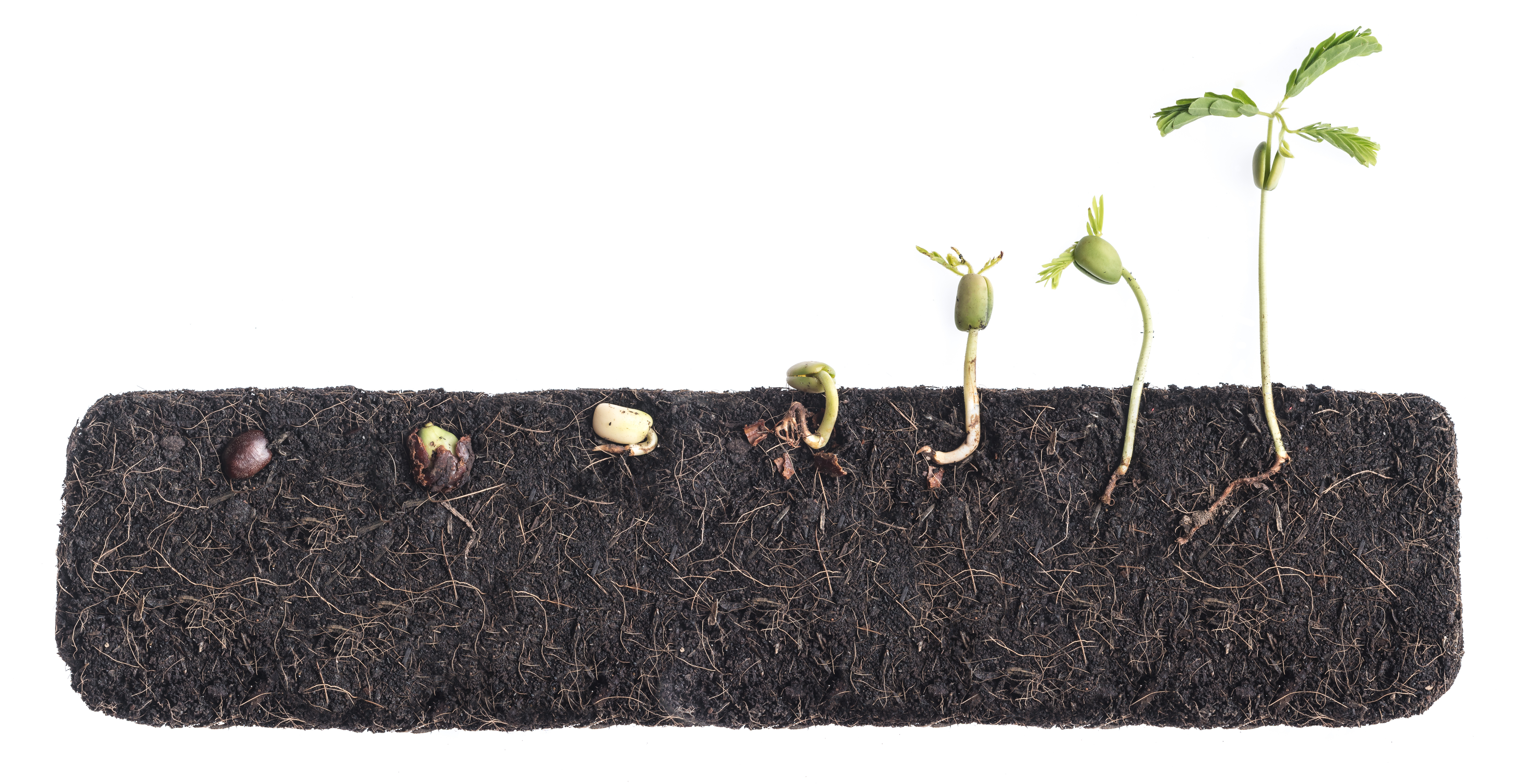 The stages of seed development in soil
