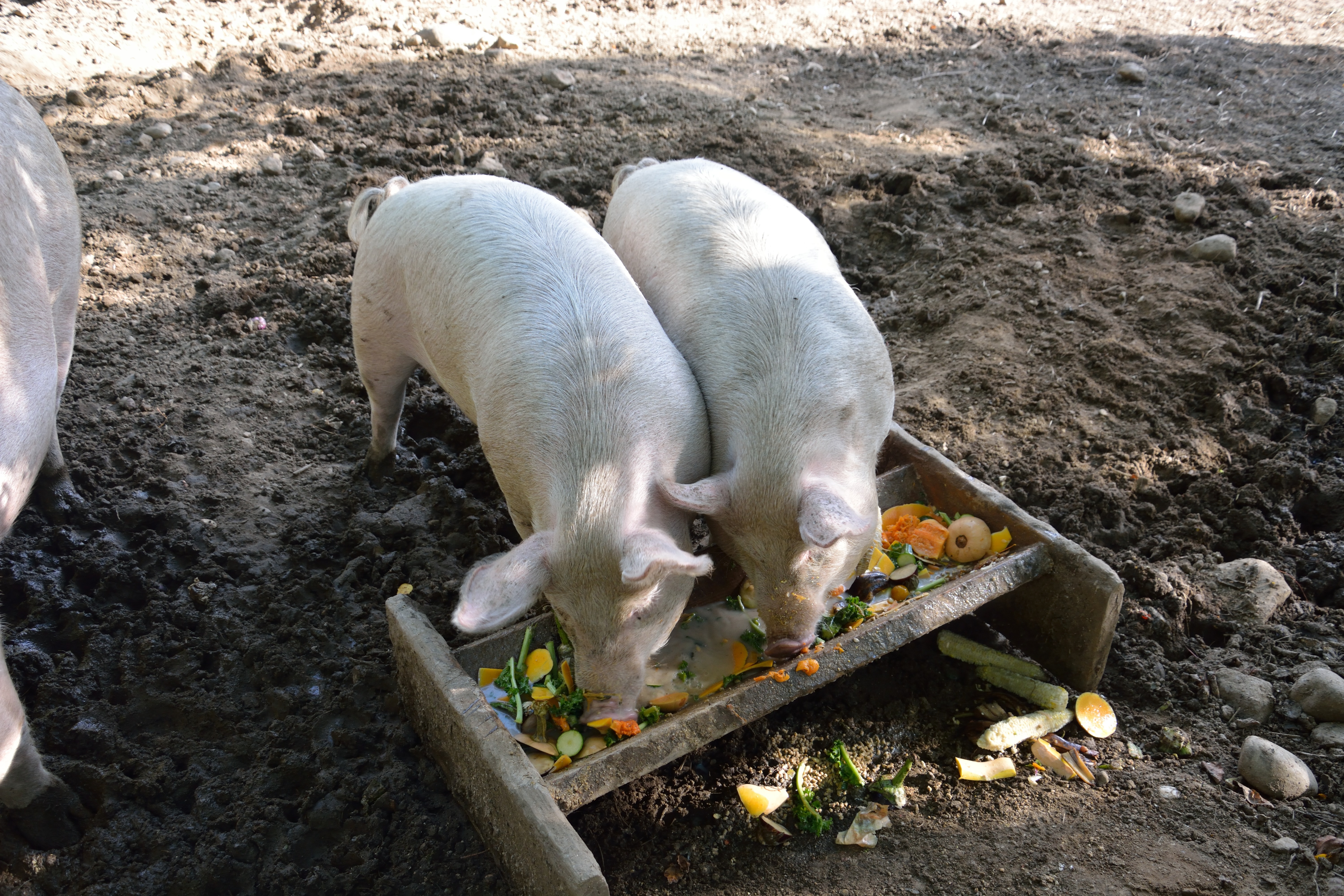 A pair of pigs eating from a trough