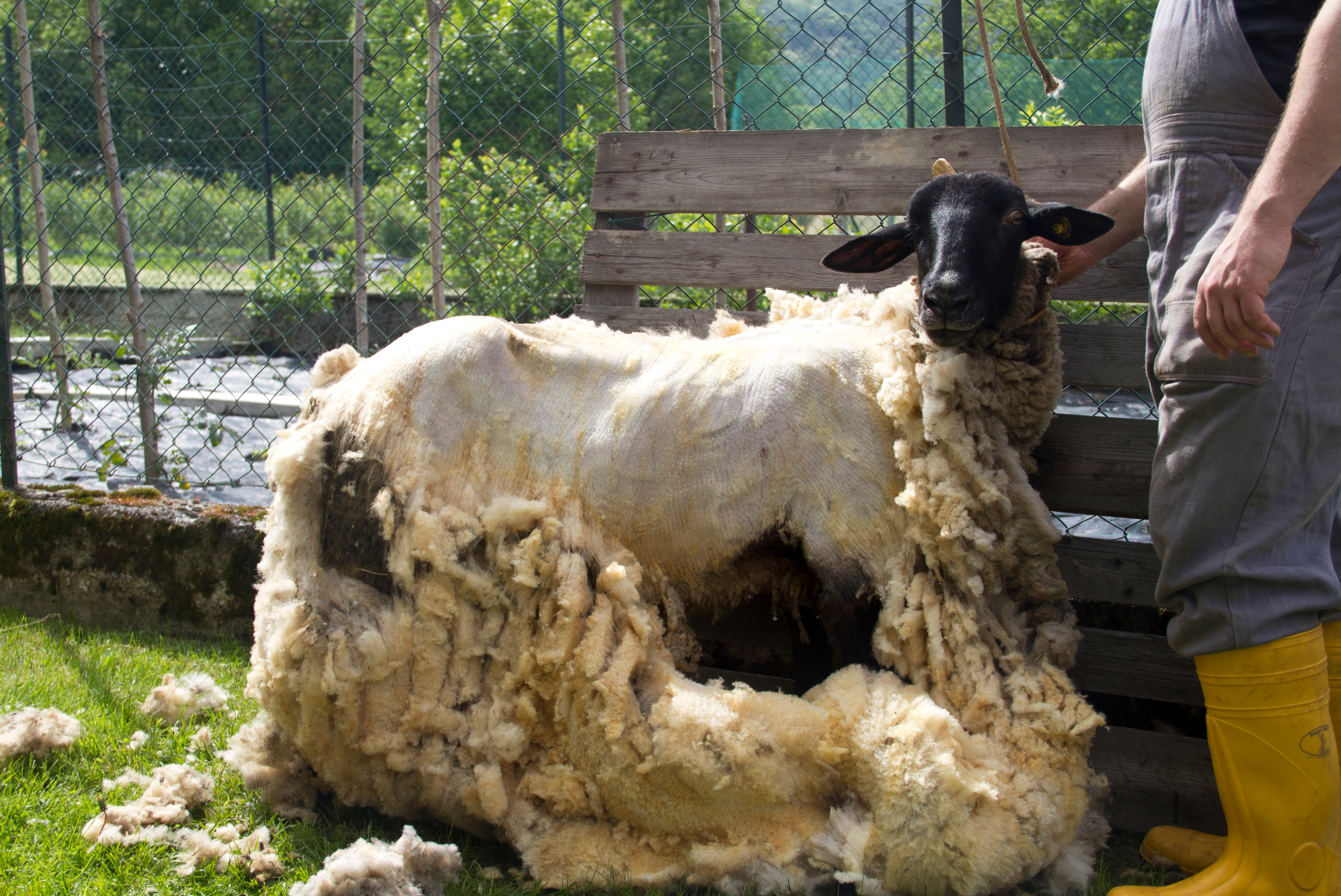 A sheep being sheered