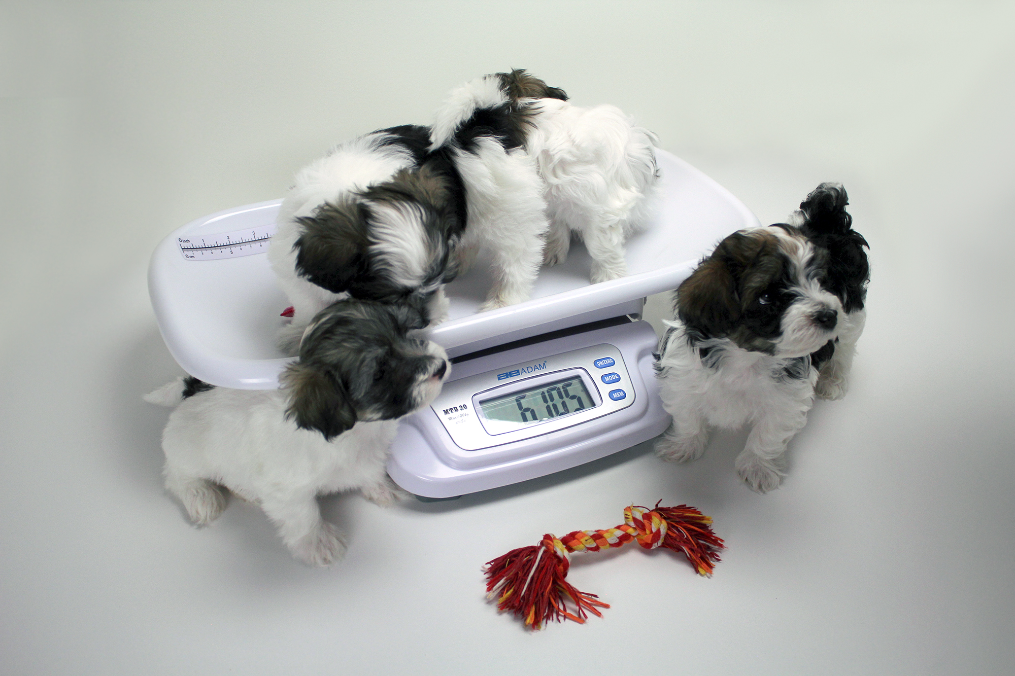 Puppies being weighed on our MTB Veterinary Scale