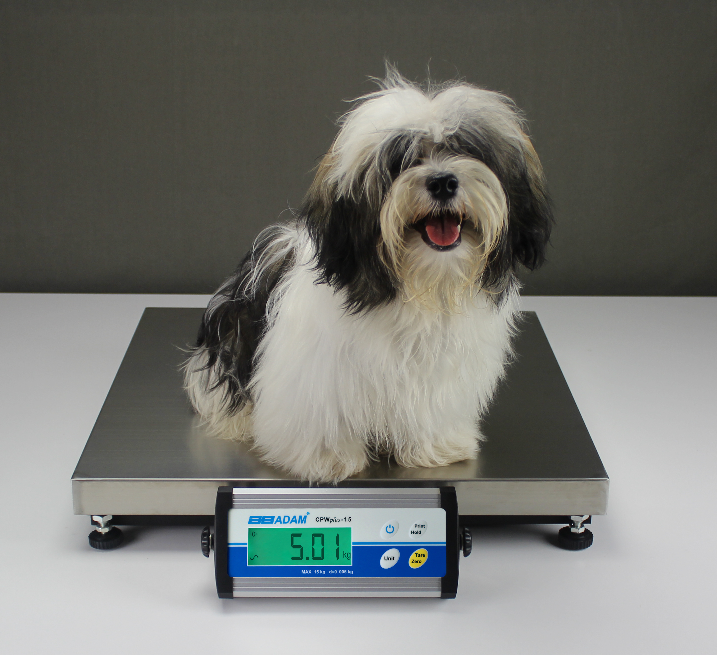 Small dog being weighed on a CPWplus M Bench Scale