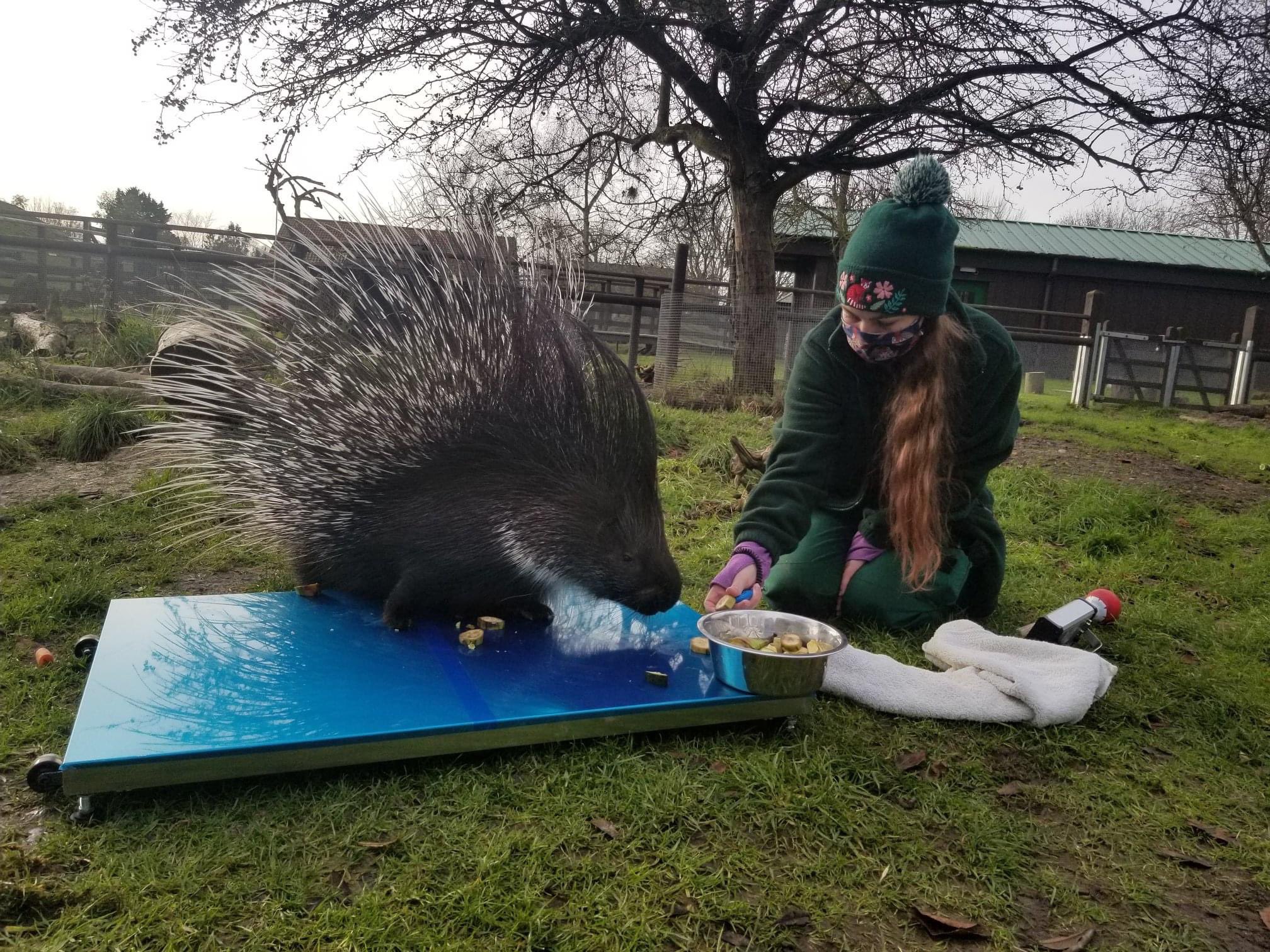 porcupine on CPWplus